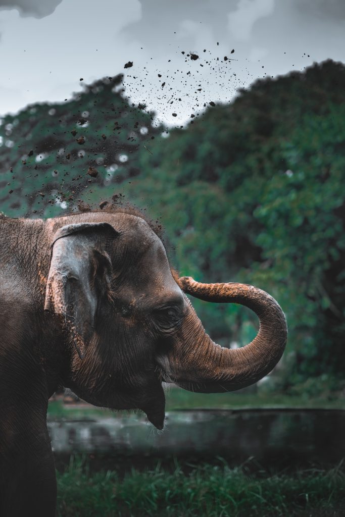 Photo d'un éléphant en Thaïlande.